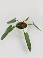 Load image into Gallery viewer, Bumble Plants Philodendron Atabapoense