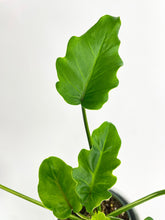 Load image into Gallery viewer, Bumble Plants Philodendron Bipinnatifidum Shangri-La