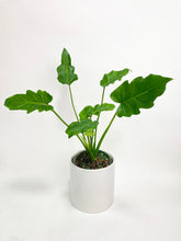 Load image into Gallery viewer, Bumble Plants Philodendron Bipinnatifidum Shangri-La