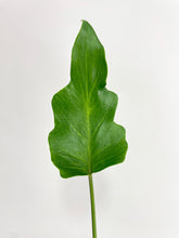 Load image into Gallery viewer, Bumble Plants Philodendron Bipinnatifidum Shangri-La