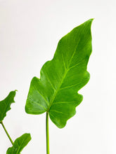 Load image into Gallery viewer, Bumble Plants Philodendron Bipinnatifidum Shangri-La
