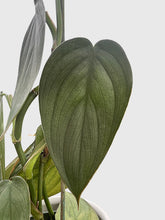 Load image into Gallery viewer, Bumble Plants Philodendron Burle Marx Fantasy