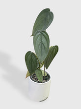 Load image into Gallery viewer, Bumble Plants Philodendron Burle Marx Fantasy