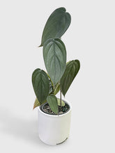 Load image into Gallery viewer, Bumble Plants Philodendron Burle Marx Fantasy