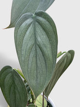 Load image into Gallery viewer, Bumble Plants Philodendron Burle Marx Fantasy