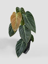 Load image into Gallery viewer, Bumble Plants Philodendron Melanochrysum 'Melano'