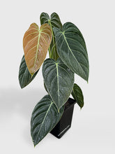 Load image into Gallery viewer, Bumble Plants Philodendron Melanochrysum 'Melano'