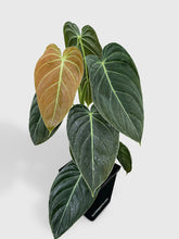 Load image into Gallery viewer, Bumble Plants Philodendron Melanochrysum 'Melano'