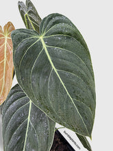 Load image into Gallery viewer, Bumble Plants Philodendron Melanochrysum 'Melano'