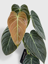 Load image into Gallery viewer, Bumble Plants Philodendron Melanochrysum 'Melano'