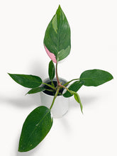 Load image into Gallery viewer, Bumble Plants Philodendron White Princess Pink 'Tricolor' Variegata