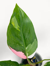 Load image into Gallery viewer, Bumble Plants Philodendron White Princess Pink 'Tricolor' Variegata