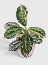 Load image into Gallery viewer, Bumble Plants Variegated Pilea Cadierei Aluminium