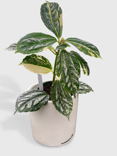 Load image into Gallery viewer, Bumble Plants Variegated Pilea Cadierei Aluminium