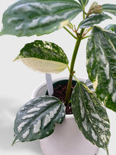 Load image into Gallery viewer, Bumble Plants Variegated Pilea Cadierei Aluminium