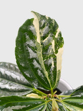 Load image into Gallery viewer, Bumble Plants Variegated Pilea Cadierei Aluminium