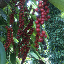 Load image into Gallery viewer, Burlap & Barrel Purple Peppercorns