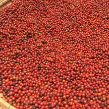 Load image into Gallery viewer, Burlap & Barrel Purple Peppercorns