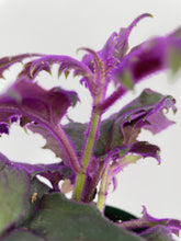 Load image into Gallery viewer, Bumble Plants Purple Passion (Gynura Aurantiaca)