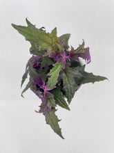 Load image into Gallery viewer, Bumble Plants Purple Passion (Gynura Aurantiaca)