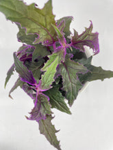 Load image into Gallery viewer, Bumble Plants Purple Passion (Gynura Aurantiaca)