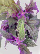 Load image into Gallery viewer, Bumble Plants Purple Passion (Gynura Aurantiaca)