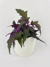Load image into Gallery viewer, Bumble Plants Purple Passion (Gynura Aurantiaca)