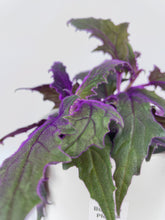 Load image into Gallery viewer, Bumble Plants Purple Passion (Gynura Aurantiaca)