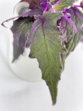 Load image into Gallery viewer, Bumble Plants Purple Passion (Gynura Aurantiaca)