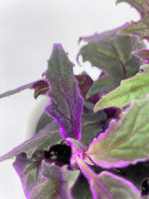 Load image into Gallery viewer, Bumble Plants Purple Passion (Gynura Aurantiaca)