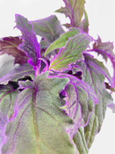 Load image into Gallery viewer, Bumble Plants Purple Passion (Gynura Aurantiaca)