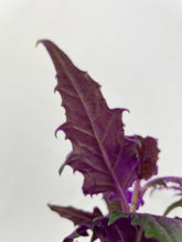 Load image into Gallery viewer, Bumble Plants Purple Passion (Gynura Aurantiaca)