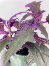 Load image into Gallery viewer, Bumble Plants Purple Passion (Gynura Aurantiaca)