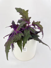 Load image into Gallery viewer, Bumble Plants Purple Passion (Gynura Aurantiaca)