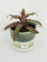 Load image into Gallery viewer, Bumble Plants Red Star Bromeliad Cryptanthus Bivittatus