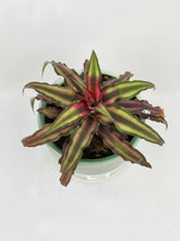 Load image into Gallery viewer, Bumble Plants Red Star Bromeliad Cryptanthus Bivittatus