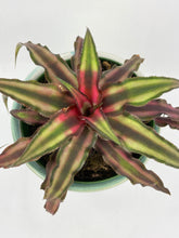 Load image into Gallery viewer, Bumble Plants Red Star Bromeliad Cryptanthus Bivittatus
