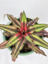 Load image into Gallery viewer, Bumble Plants Red Star Bromeliad Cryptanthus Bivittatus