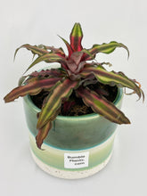 Load image into Gallery viewer, Bumble Plants Red Star Bromeliad Cryptanthus Bivittatus