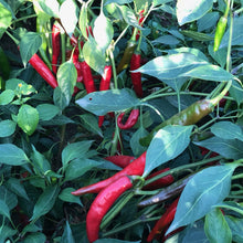 Load image into Gallery viewer, Kashmiri Chili Powder - Burlap & Barrel