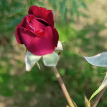 Load image into Gallery viewer, Burlap & Barrel Damask Rose Petals
