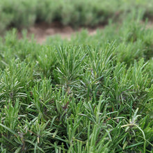 Load image into Gallery viewer, Limestone Rosemary - Burlap & Barrel
