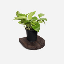 Load image into Gallery viewer, Formr Rainbow plant shelf