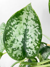 Load image into Gallery viewer, Bumble Plants Scindapsus Pictus "Silver Splash"