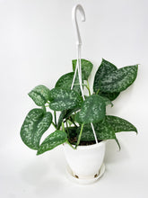 Load image into Gallery viewer, Bumble Plants Scindapsus Pictus "Silver Splash"