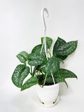 Load image into Gallery viewer, Bumble Plants Scindapsus Pictus "Silver Splash"