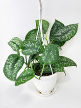 Load image into Gallery viewer, Bumble Plants Scindapsus Pictus "Silver Splash"