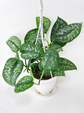 Load image into Gallery viewer, Bumble Plants Scindapsus Pictus "Silver Splash"