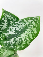 Load image into Gallery viewer, Bumble Plants Scindapsus Pictus "Silver Splash"