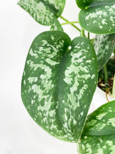 Load image into Gallery viewer, Bumble Plants Scindapsus Pictus "Silver Splash"